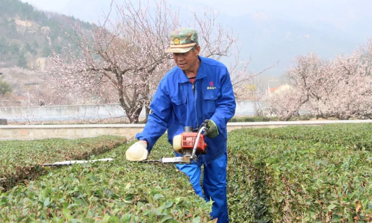 有关于今年头茬崂山春茶预计在谷雨前后开采的最新消息
