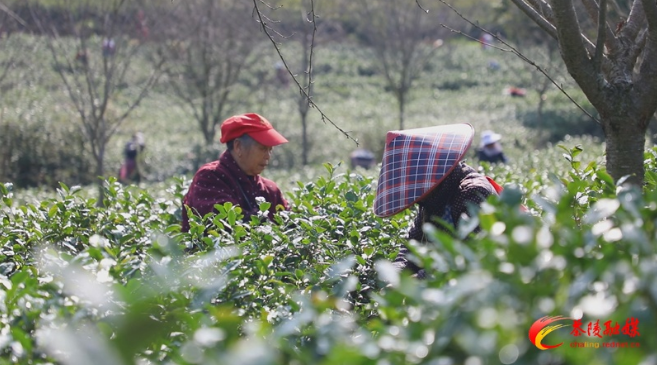 有关于茶陵：上春山采春茶 助力群众增收的相关信息(1)