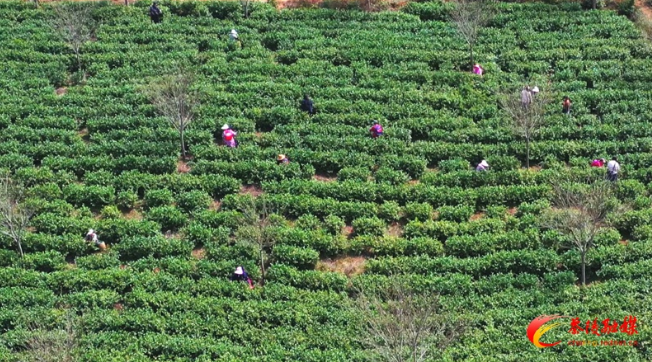 有关于茶陵：上春山采春茶 助力群众增收的相关信息