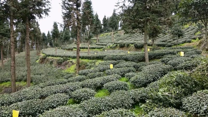 有关于凤冈：春茶采摘季  茶农采茶忙的资讯