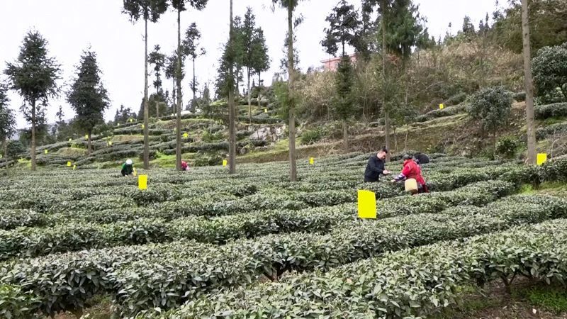 有关于凤冈：春茶采摘季  茶农采茶忙的资讯(1)