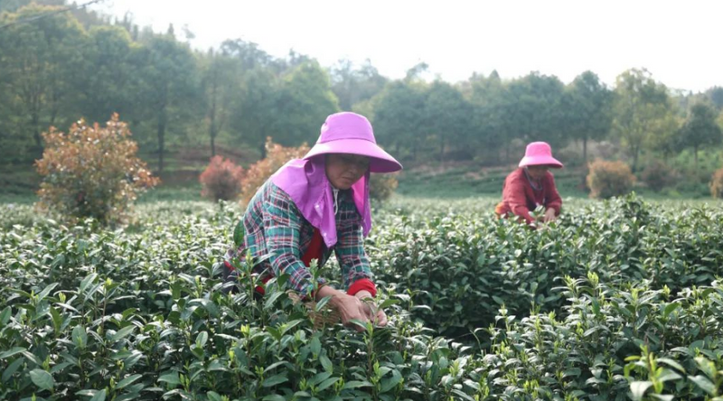 有关于建宁县：春茶采摘正当时 片片茶叶变“金叶”的最新消息(2)