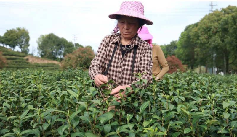 有关于建宁县：春茶采摘正当时 片片茶叶变“金叶”的最新消息(3)