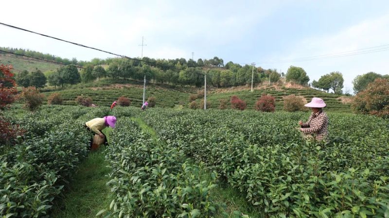 有关于建宁县：春茶采摘正当时 片片茶叶变“金叶”的最新消息(1)