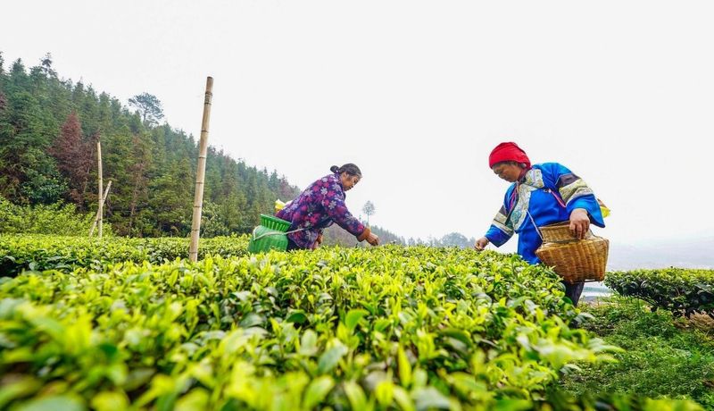 关于榕江：立足“山”文章 发展“茶”经济的相关信息(1)