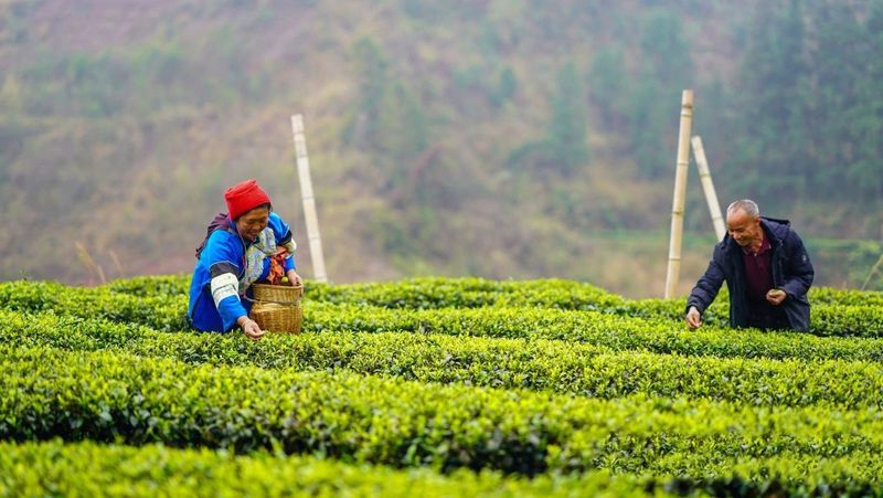 关于榕江：立足“山”文章 发展“茶”经济的相关信息(6)