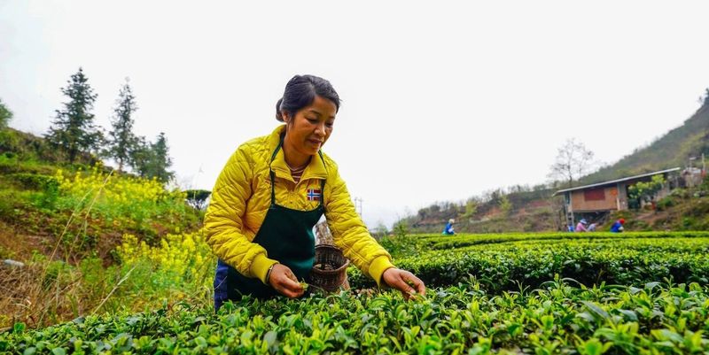 关于榕江：立足“山”文章 发展“茶”经济的相关信息(5)