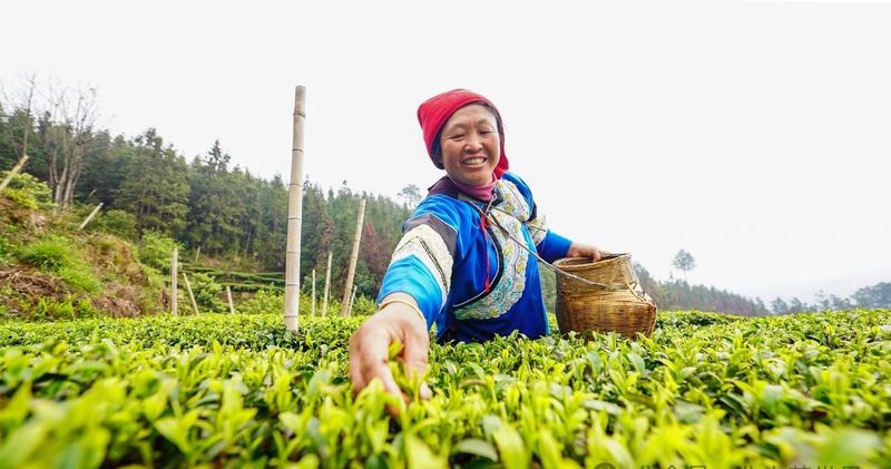 关于榕江：立足“山”文章 发展“茶”经济的相关信息(2)