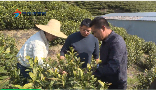 有关于农技专家“支招”茶园管护 护航春茶生产的内容(1)