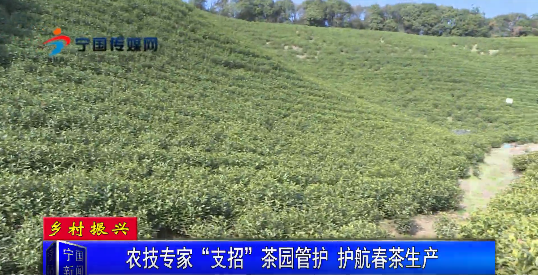 有关于农技专家“支招”茶园管护 护航春茶生产的内容