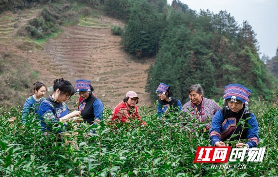 有关于保靖县中溪村:春茶采摘正当时 产业帮扶促振兴的相关信息