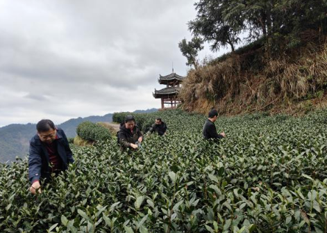 关于雷山县:以“查”护茶 严把春茶质量关的内容