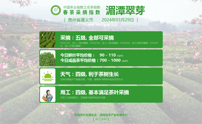 有关于2024春茶季，信阳毛尖正式开采的内容(4)