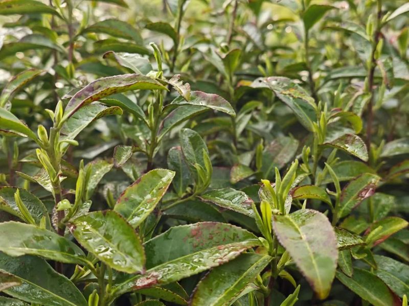 有关于2024春茶季，信阳毛尖正式开采的内容(1)