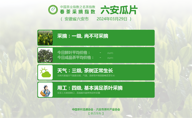 有关于2024春茶季，信阳毛尖正式开采的内容(10)