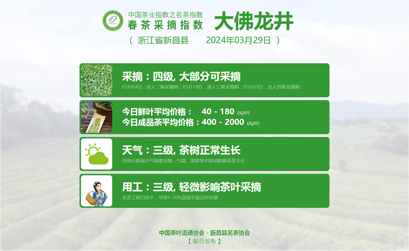 有关于2024春茶季，信阳毛尖正式开采的内容(7)