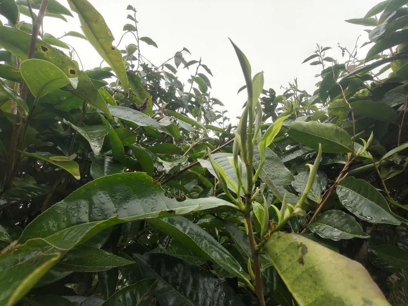 关于麻栗坡县 古茶树春芽冒尖了的最新消息(2)