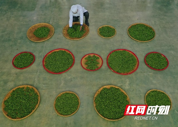 关于湖南常宁：春茶采摘制作忙的消息(4)