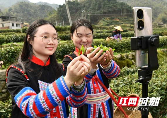 关于湖南常宁：春茶采摘制作忙的消息(3)
