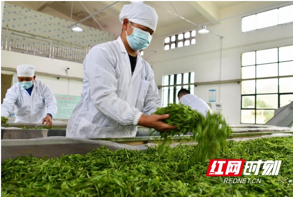 关于湖南常宁：春茶采摘制作忙的消息(6)