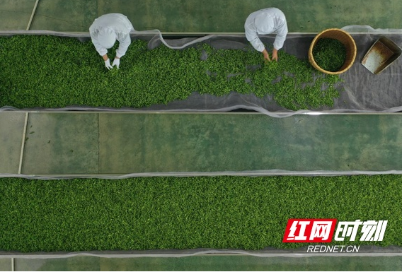 关于湖南常宁：春茶采摘制作忙的消息(5)
