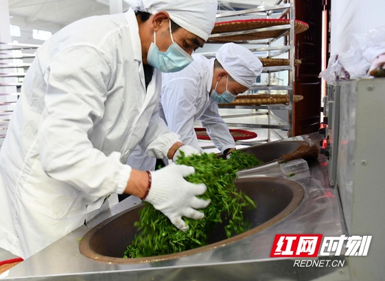 关于湖南常宁：春茶采摘制作忙的消息(8)