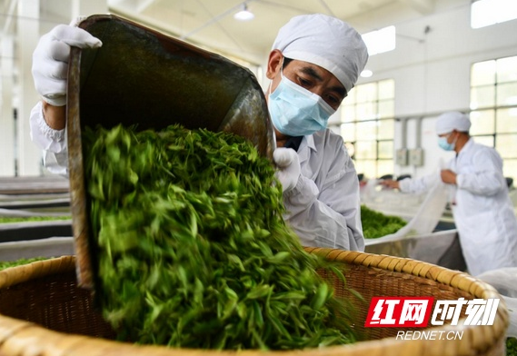 关于湖南常宁：春茶采摘制作忙的消息(7)