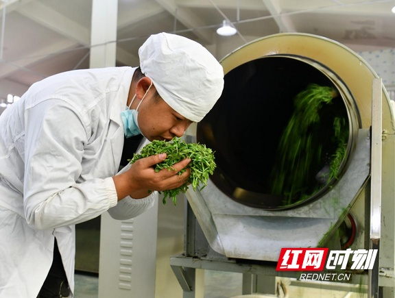 关于湖南常宁：春茶采摘制作忙的消息(9)