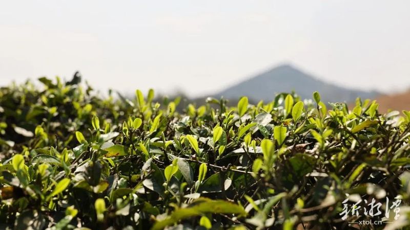 有关于船形茶场：明前春茶采收忙的相关内容(1)