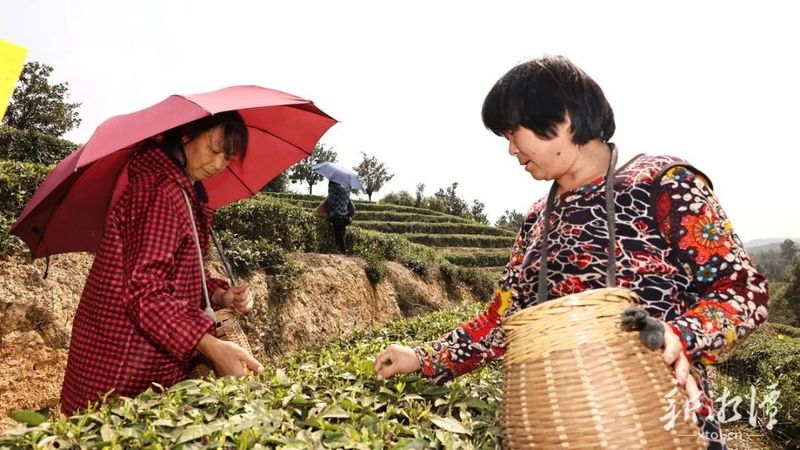 有关于船形茶场：明前春茶采收忙的相关内容