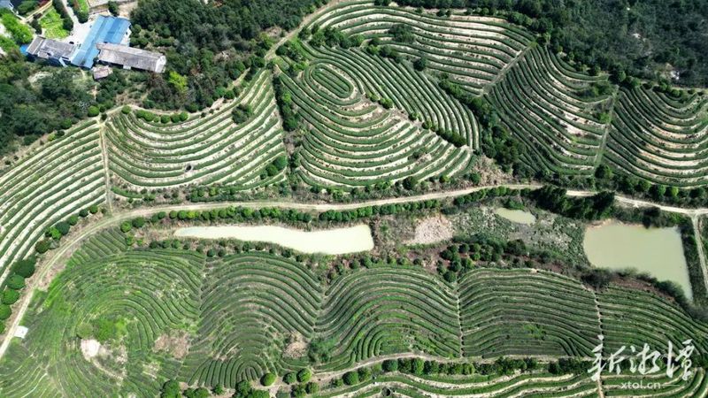 有关于船形茶场：明前春茶采收忙的相关内容(2)