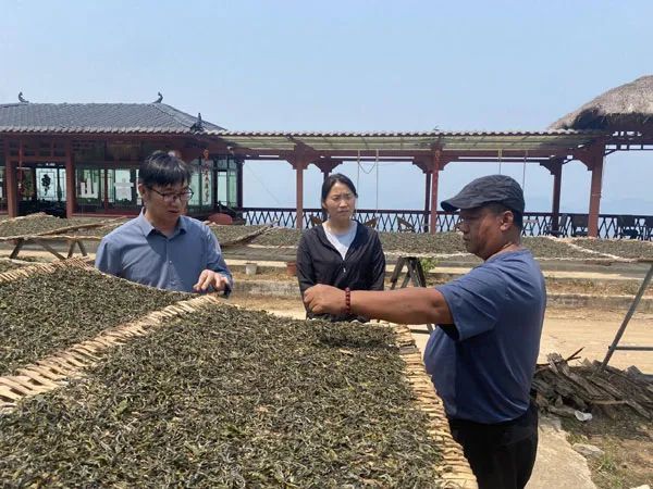 关于云南茶叶所江城科技特派团及农科服务团到江城县开展科技服务工作的消息(1)