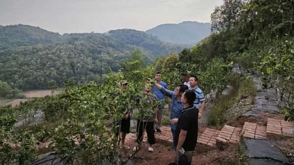 关于云南茶叶所江城科技特派团及农科服务团到江城县开展科技服务工作的消息