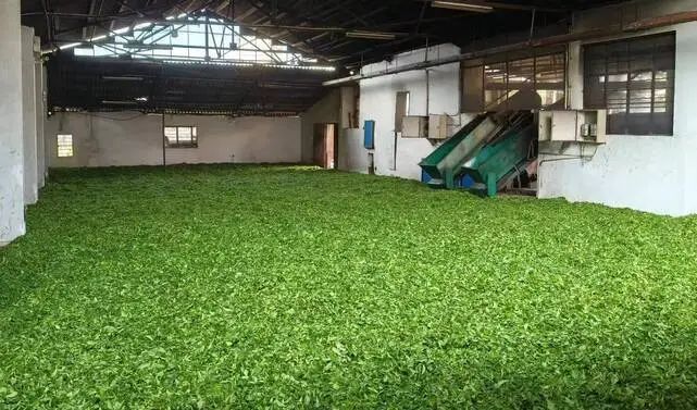 有关于沧源：春茶抢“鲜”开秤的最新消息(1)