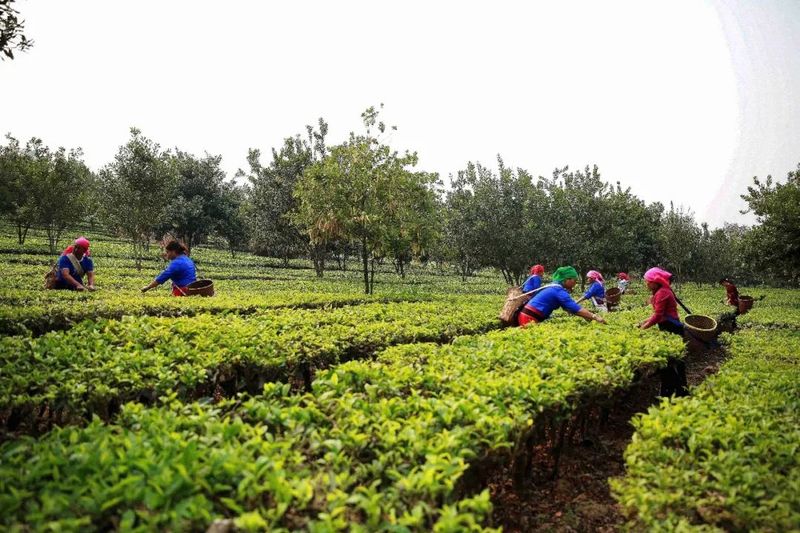 有关于沧源：春茶抢“鲜”开秤的最新消息