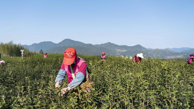关于泰顺周大风音乐文化博物馆 退伍老兵与采茶舞曲的故事的内容(3)