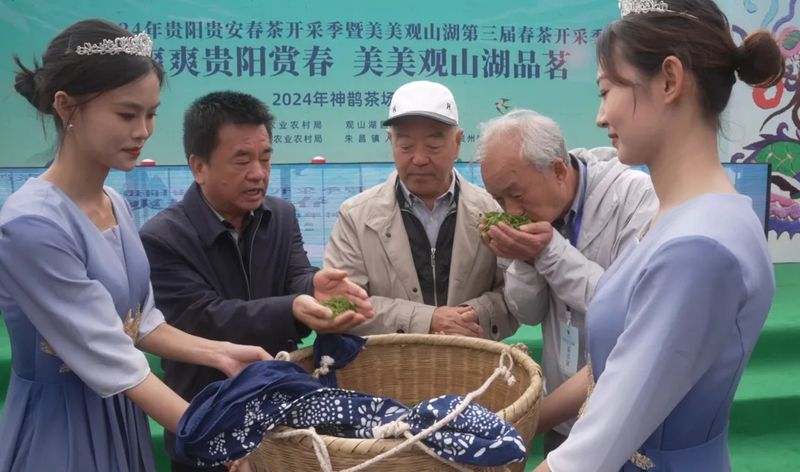 有关于2024年贵阳贵安春茶开采季暨美美观山湖第三届春茶开采季活动正式启动的相关内容(1)