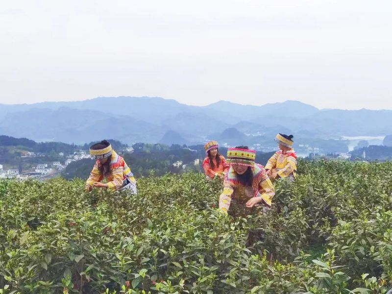 有关于2024年贵阳贵安春茶开采季暨美美观山湖第三届春茶开采季活动正式启动的相关内容(5)