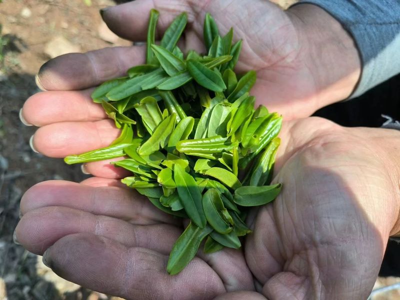 有关于2024春茶季，六安瓜片正式开采的资讯(2)