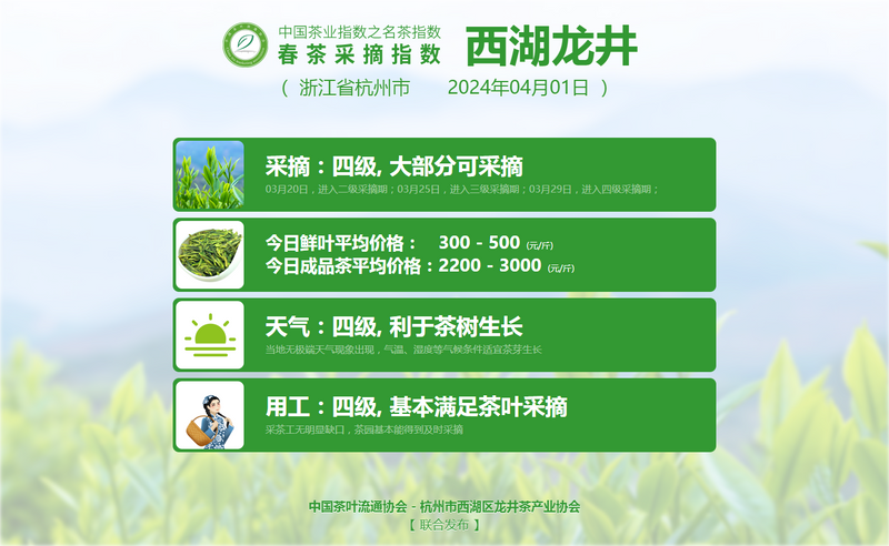 有关于2024春茶季，六安瓜片正式开采的资讯(7)