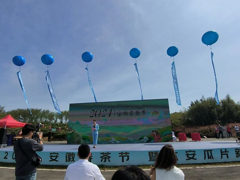 有关于2024春茶季，六安瓜片正式开采的资讯