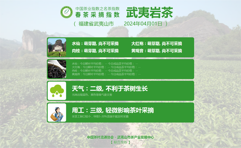 有关于2024春茶季，六安瓜片正式开采的资讯(13)