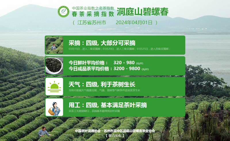 有关于2024春茶季，六安瓜片正式开采的资讯(6)