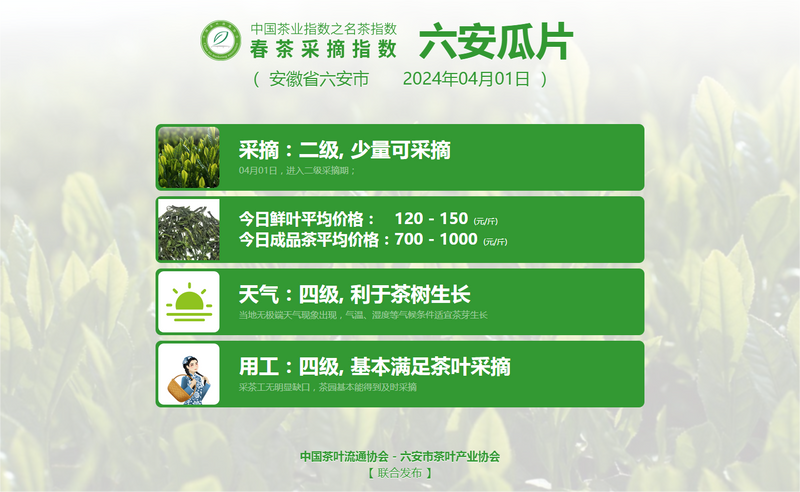 有关于2024春茶季，六安瓜片正式开采的资讯(11)