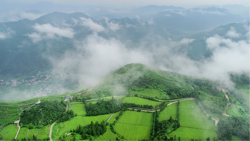 关于《胡润中国茶叶领域典范企业榜》首次发布!的信息