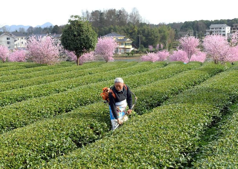 关于凤冈：机械化管护为茶农增收添动力的相关内容
