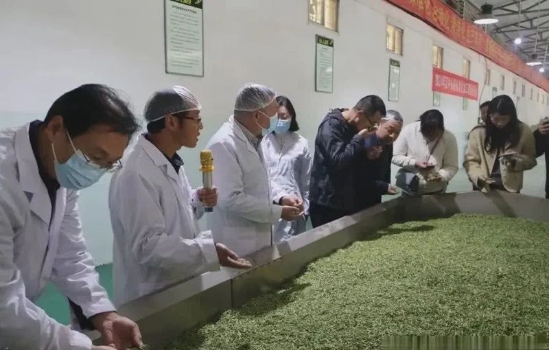 关于陕西汉中：市茶业发展中心举办2024年汉中仙毫标准化加工现场培训会的相关内容(2)