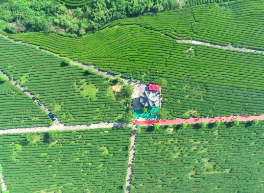 有关于东峰镇举办第十一届“御芽”开采祭祀活动的资讯(6)