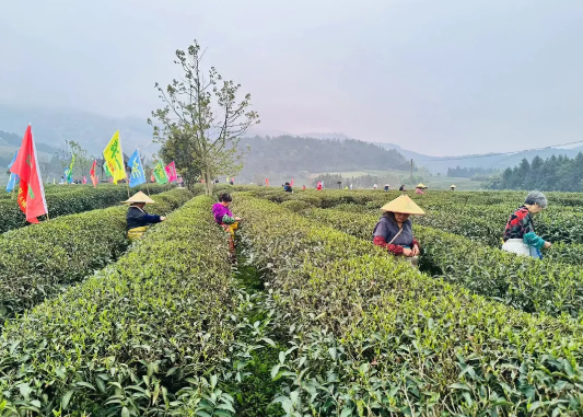 有关于东峰镇举办第十一届“御芽”开采祭祀活动的资讯(3)