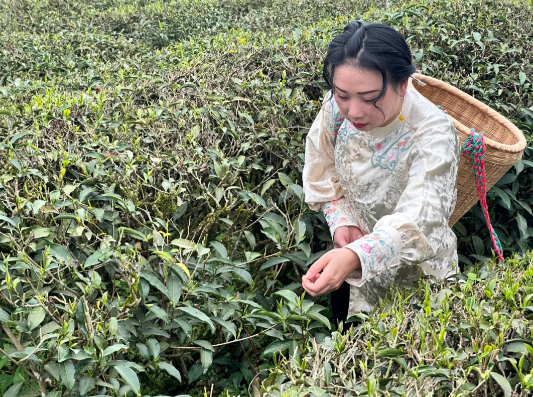 有关于东峰镇举办第十一届“御芽”开采祭祀活动的资讯(4)